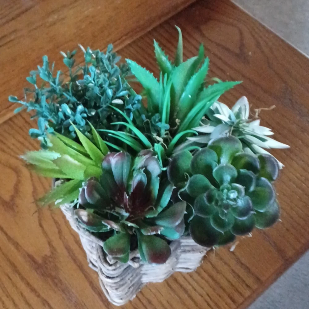 Succulent - Picture 1 of 4